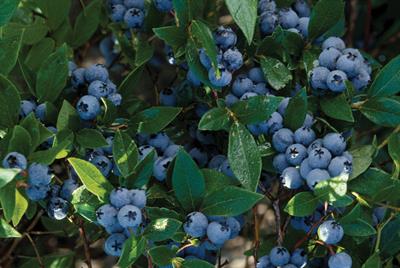 Vaccinium corymbosum